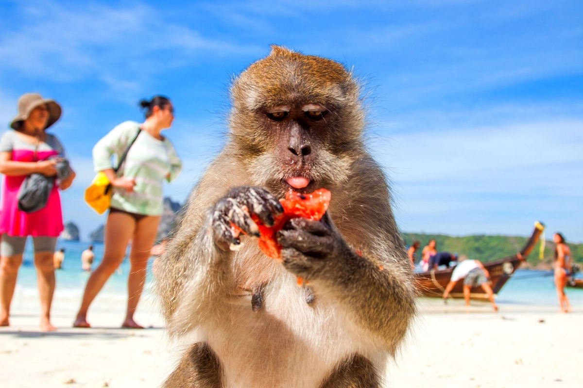 MUAY THAI TRAINING CAMP Standard Travel Package (per week for Solo or Group Travellers)